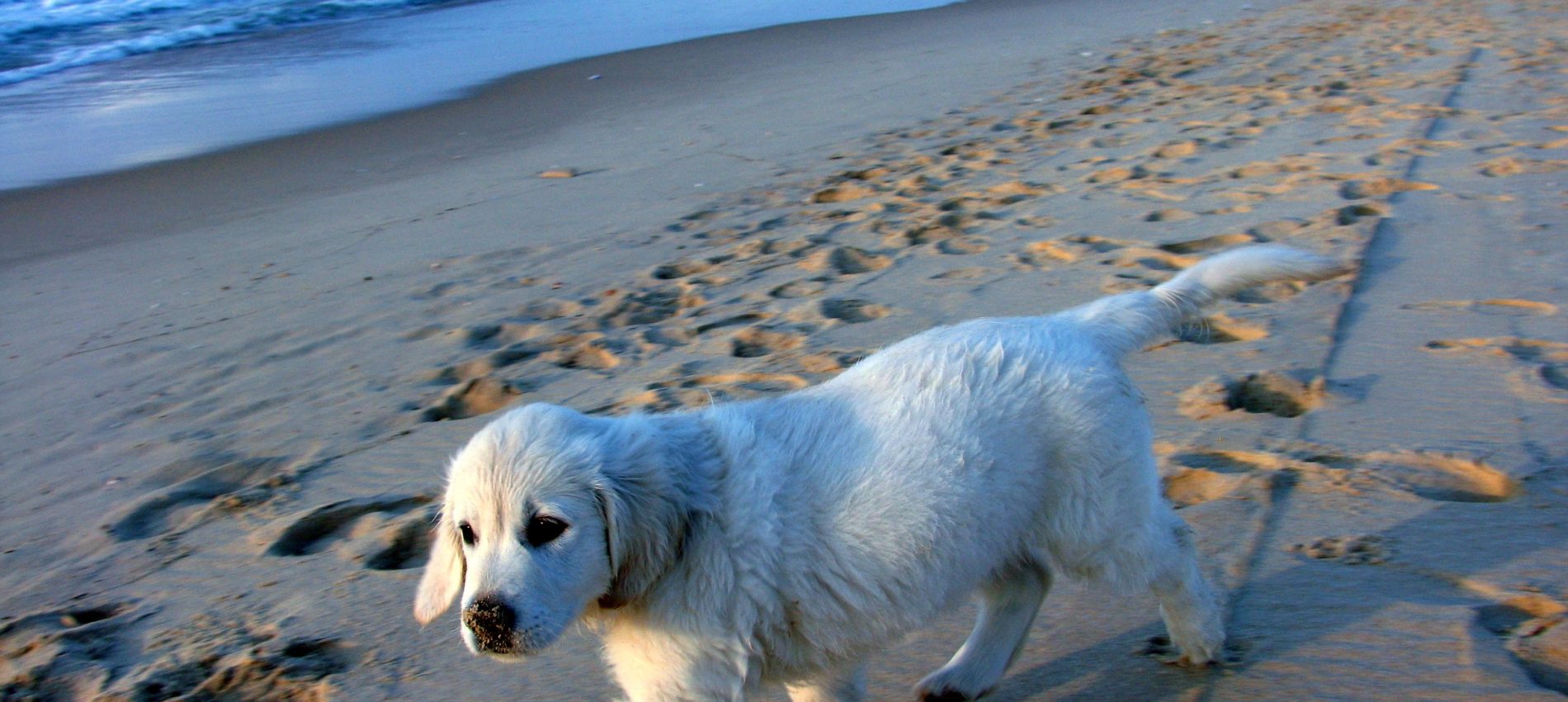 Pets on Sailing Holidays